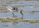 20100910 091 Sanderling.jpg