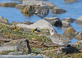 20100918 369, 367 Am Gldn Plover(R) & B-b Plover (L) SERIES.jpg
