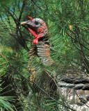 DSC_0051 Wild Turkey.jpg