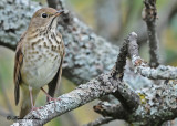 20100929 129 Hermit Thrush 1c.jpg