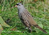 20101003 135 White-crowned Sparrow.jpg