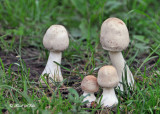 20101001 341 Mushrooms.jpg