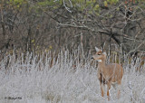 20101108 007 White-tailed Deer.jpg
