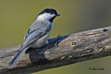 20101111 125 Black-capped Chickadee SERIES.jpg