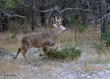 20101119 499 White-tailed Buck 10 pointer NX2 - 1.jpg