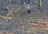 20101123 027  SERIES - White-tailed Buck,  smaller 10 pointer SERIES.jpg