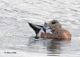 20101018 258 American Wigeon.jpg