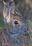 20101012 003 Rabbit.jpg