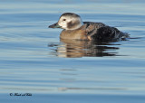 20101119 008 Long-tailed Duck (F) 1c SERIES.jpg
