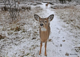 20101203 679 White-tailed Deer, OQTr SERIES.jpg