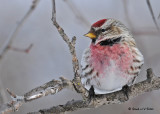 20090225 012 Common Redpoll.jpg