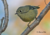 20101012 022 Ruby-crowned Kinglet NX2 - 1.jpg