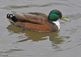 20100520 161 Mallard-like Duck Europe.jpg