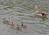 20100605 378 Nile Geese The Egyptian Geese.jpg