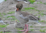 20100520 144 Graylag Geese.jpg