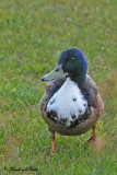 20100520 851 Mallard-like Duck.jpg