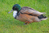 20100520 858 Mallard-like Duck.jpg