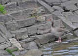 20100520 079 Graylag Geese.jpg