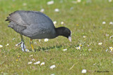 20100520 1209 Eurasian (Black) Coot -  Meerkoet.jpg