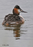 20100525 1326 SERIES - Great Crested Grebe - Fuut.jpg