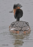 20100525 1240 Great Crested Grebe - Fuut.jpg