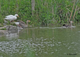 20100525 1145 Graylag Geese & White Goose - Grauwe Gansen & Witte Gans .jpg