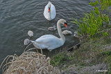 20100605 573 Mute Swans, Knobbelzwanen.jpg