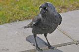 20100525 190 Jackdaw - Kauw (Small Crow - Corvus Monedula)2 xxx.jpg