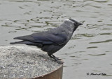 20100605 387 Jackdaw - Kauw (Small Crow - Corvus Monedula) xxx.jpg