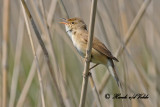 20100525 398  Reed Warbler (.jpg