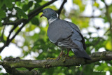 20100520 023  Common woodpigeon, Houtduif (Columba palumbus).jpg