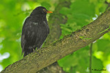 20100520 024 Blackbird -  Merel, family Thrushes, Germany) xxx.jpg