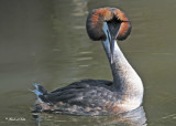 20100525 193 SERIES Great Crested Grebes - Fuut.jpg