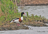 20100525 1166 SERIES - Shelduck -Bergeend HP.jpg