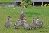 20100520 740 SERIES Mallards.jpg