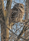 20110117 033  Barred Owl.jpg
