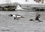 20100220 015 SERIES - Goldeneyes2.jpg