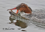 20110208 271 SERIES - Common Merganser2 HP.jpg