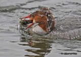 20110208 367 SERIES - Common Merganser HP.jpg