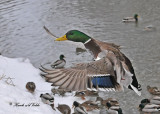 20110129 263 Mallard HP.jpg