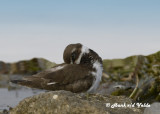 20120929 051 1r4 Semipalmated Plover Dx .jpg