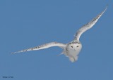 20080216 D300 116 Snowy Owl SERIES.jpg