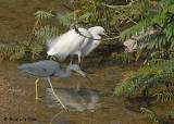 20080223 Snowy Egret & LB Heron (Mexico) 1 516.jpg