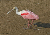 20080223 Roseate Spoonbill -  Mexico 1 537.jpg