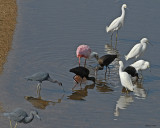 20080223 Snowy Egrets and Friends (LB Heron,Roseate Spoonbill, W-f Ibises) Mexico 1 500.jpg