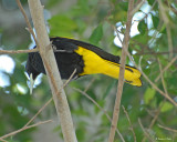 20080228  Yellow-winged Cacique - Mexico 3 797.jpg