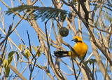 20080223 Hooded Oriole (male) - Mexico 1 156.jpg
