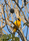 20080223 Hooded Oriole (male) - Mexico 1 187.jpg