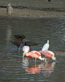 20080228 Roseate Spoonbills, W-f Ibises - Mexico 3 408 .jpg