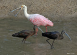 20080228 Roseate Spoonbill, White-faced Ibises - Mexico 3 270.jpg